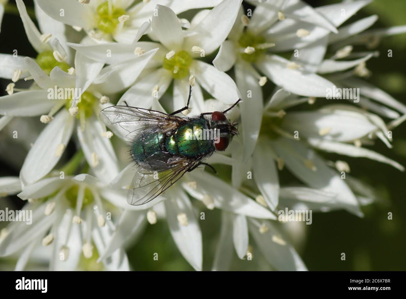 Green bottle fly (Lucilia). Family blow flies, Calliphoridae. White flowers of wild garlic (Allium ursinum), amaryllis family Amaryllidaceae. Spring Stock Photo