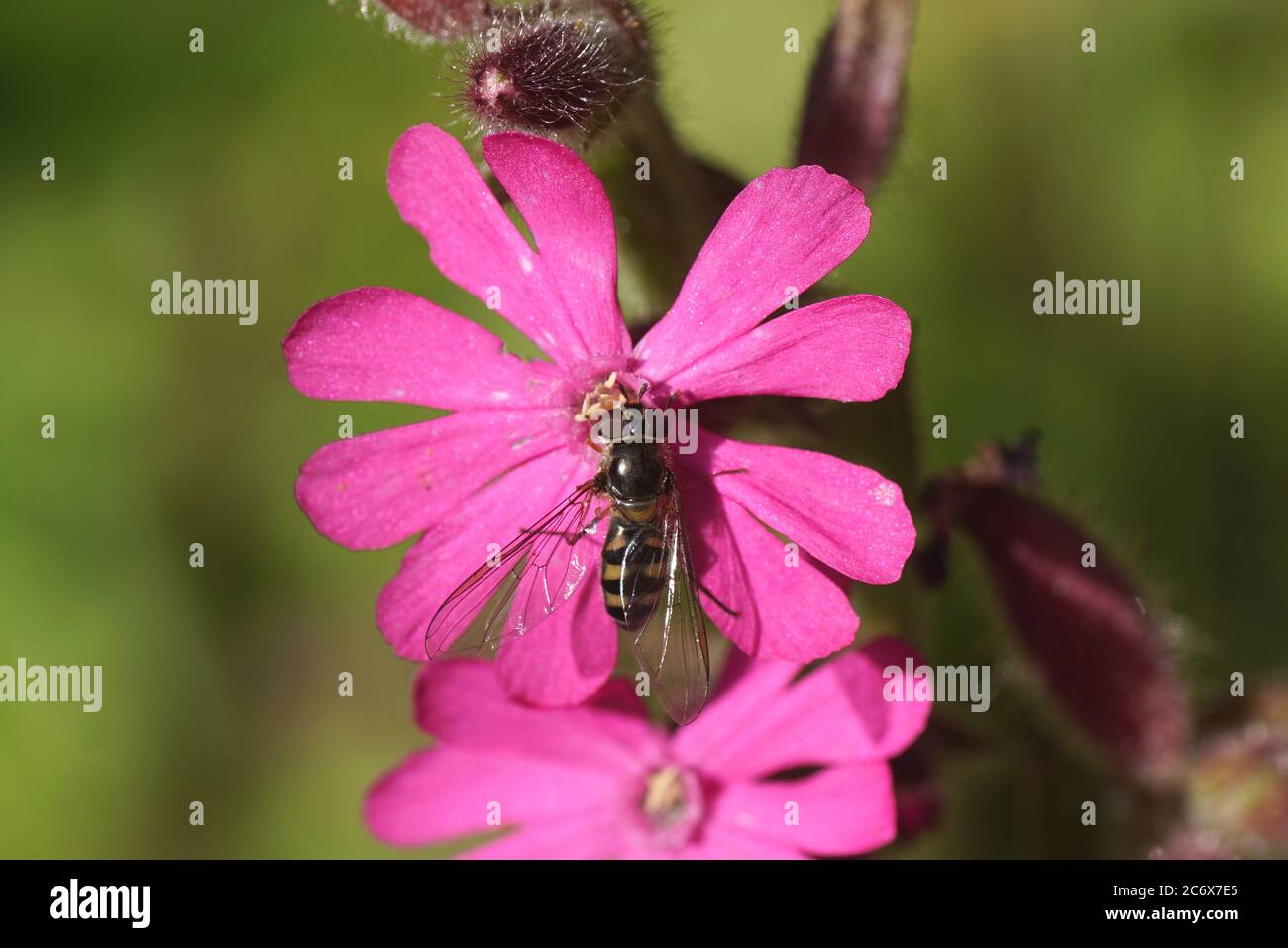 Hoverfly Meliscaeva auricollis, family Syrphidae on a flower of a red campion, red catchfly (Silene dioica), pink family, (Caryophyllaceae). Spring Stock Photo