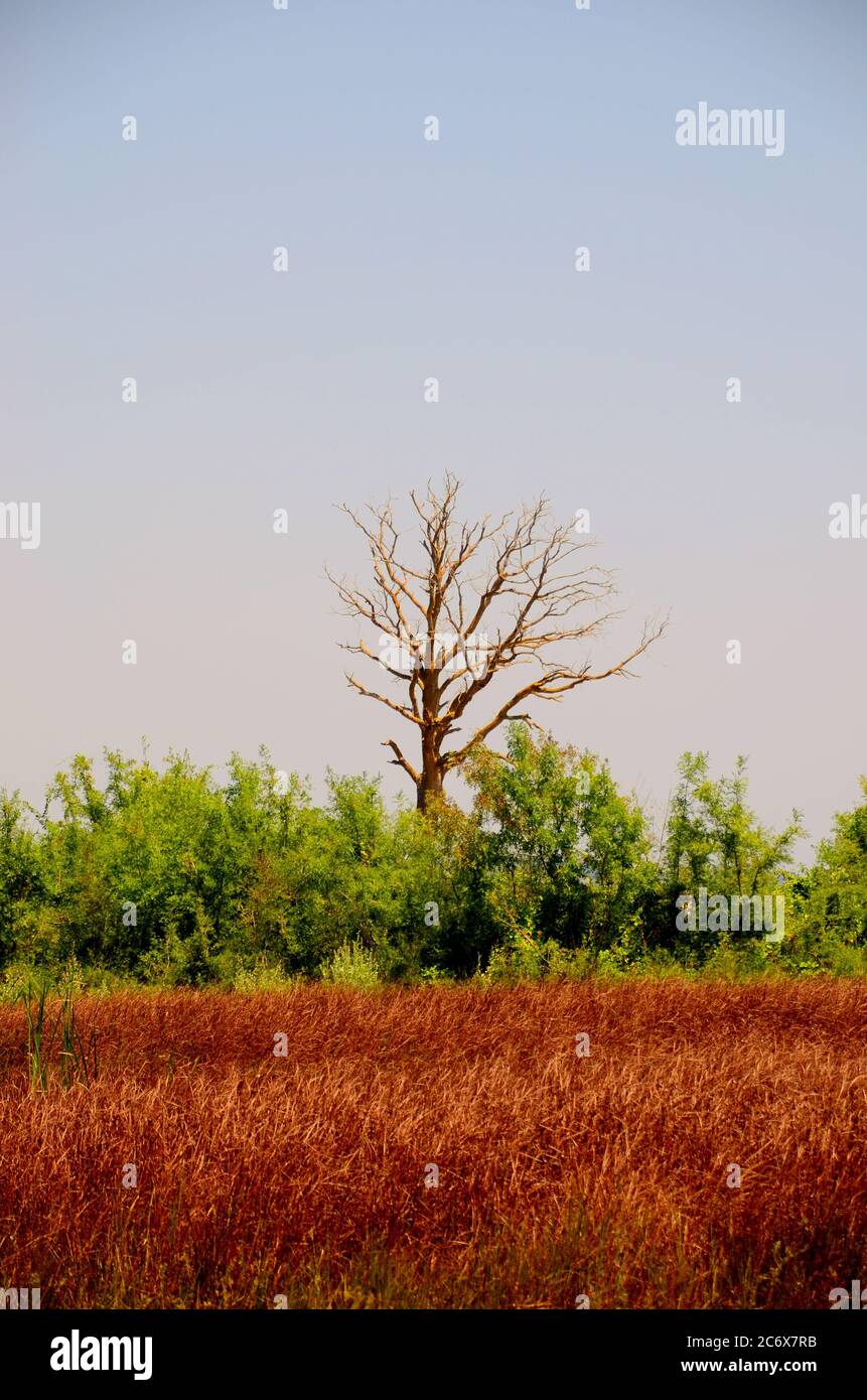 Large Dried Tree Huge dried yellow leaf hi-res stock photography and images - Alamy