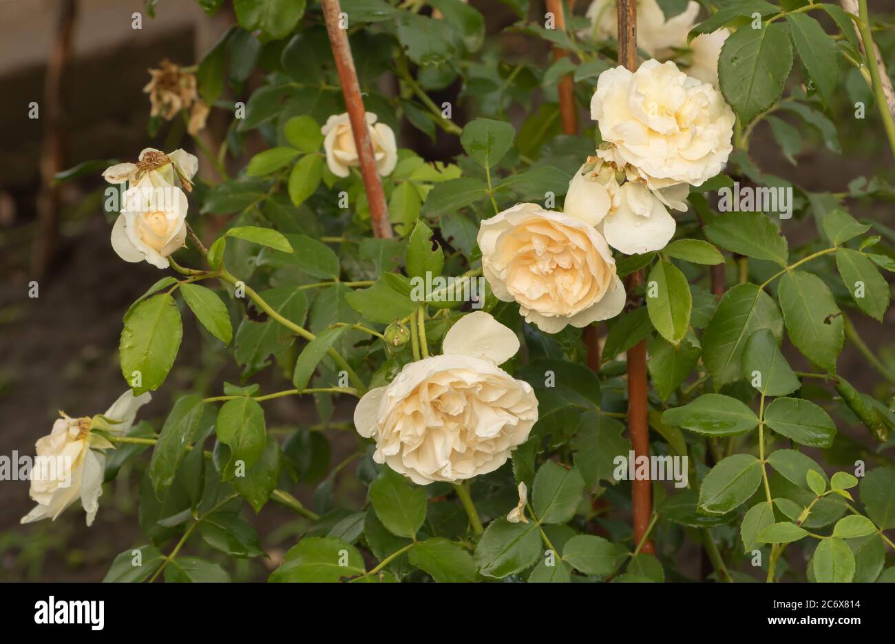 Rose in bloom with creamy-white flowers fragrant Stock Photo - Alamy