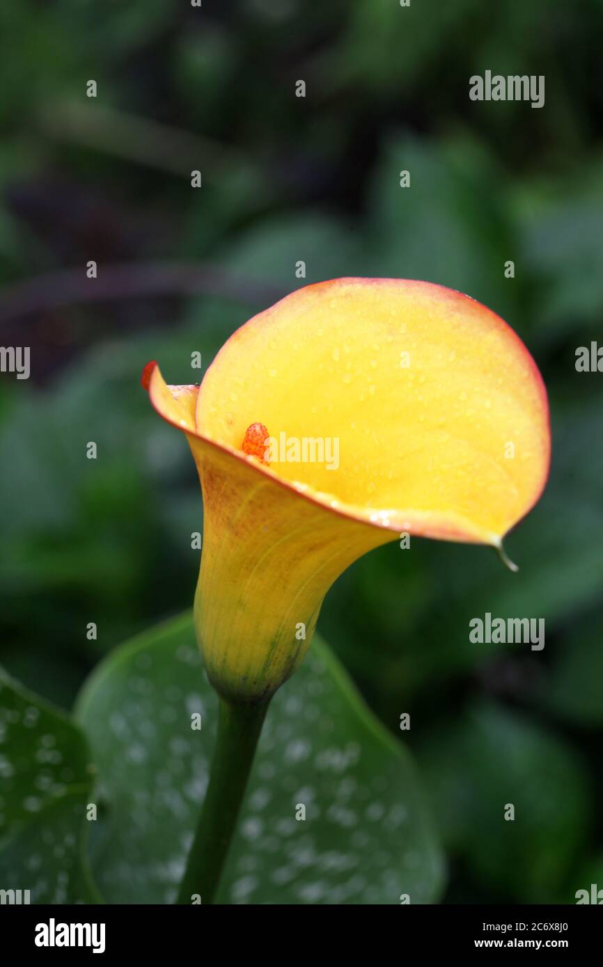 Calla lily with water drops hires stock photography and images Alamy