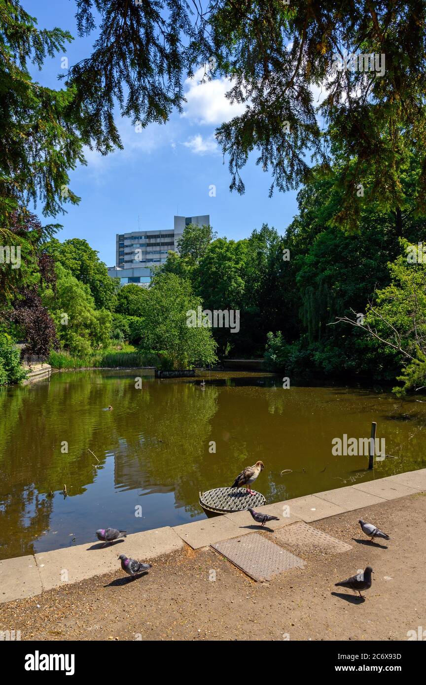 Bromley (Greater London), Kent, UK. Church House Gardens in the centre of Bromley has trees and a lake with pigeons and an Egyptian goose. Stock Photo