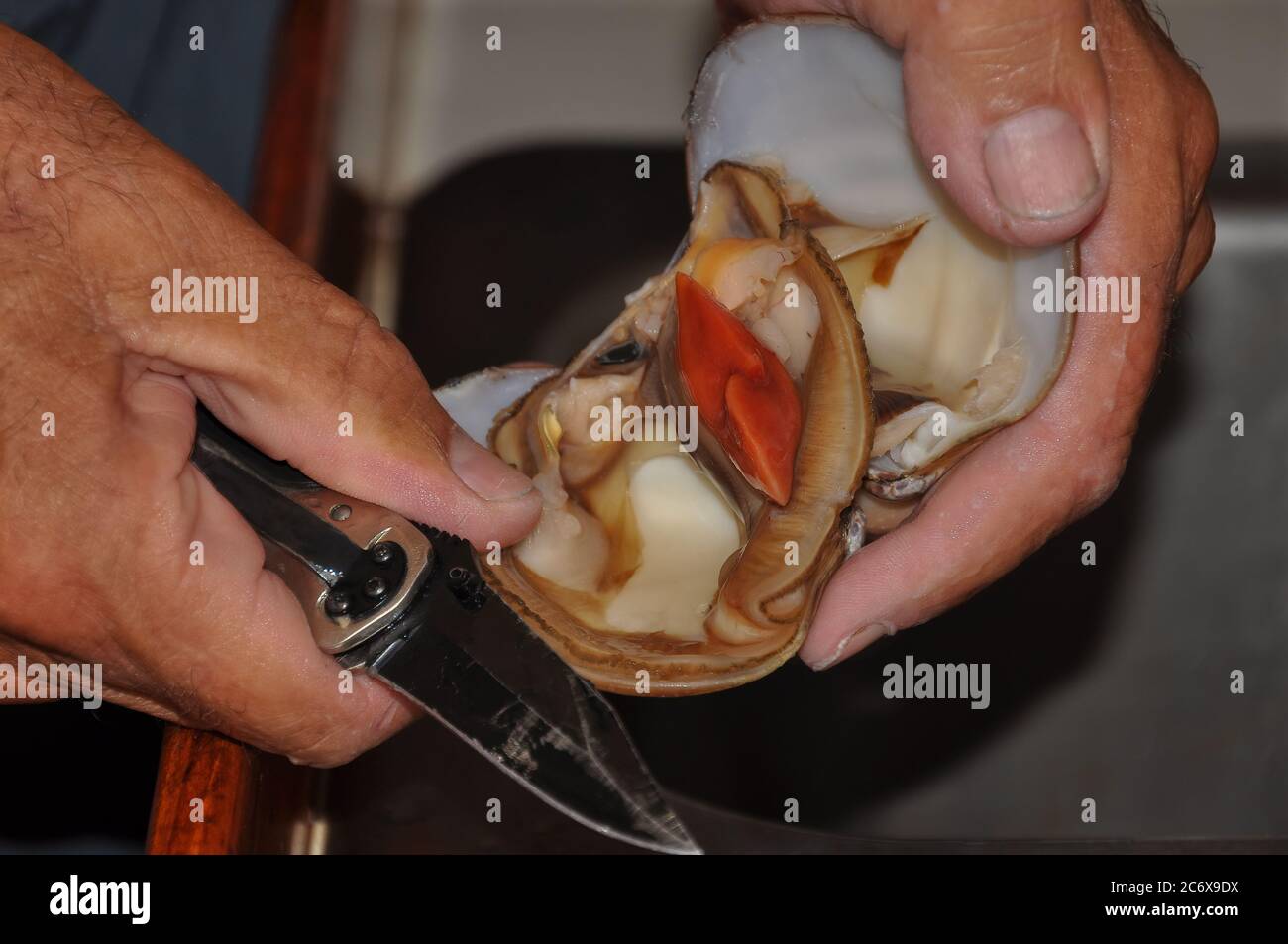 Two hands hold a freshly opened chocolate clam and a knife Stock Photo