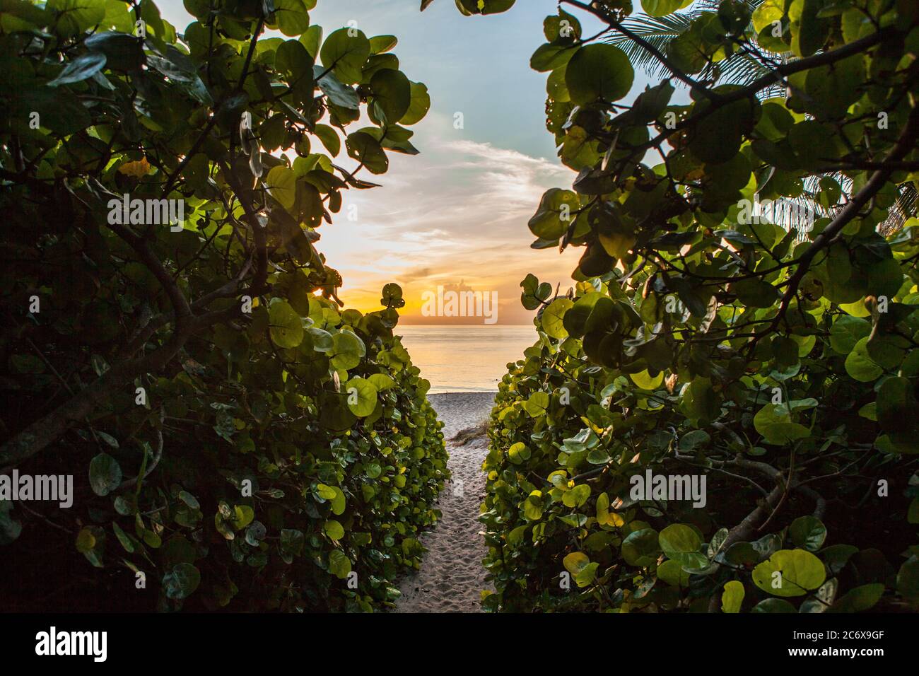 Looking down a narrow passageway through thick sea grapes towards the Atlantic Ocean at sunrise Stock Photo
