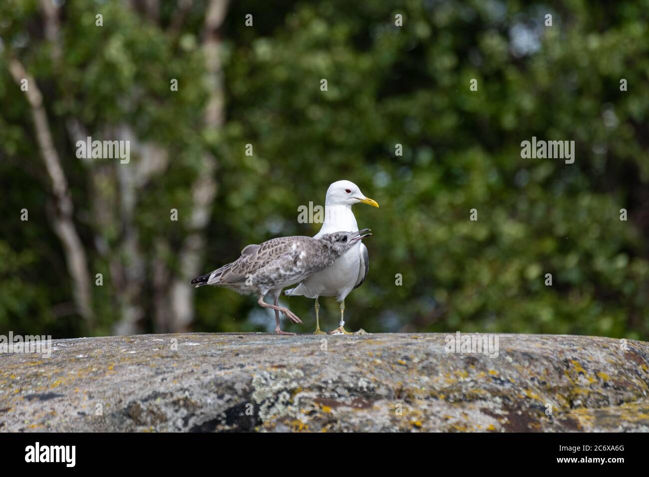 Juvenile common gull (Larus canus) or mew gull or sea mew persuading a parent to feed it on shore rock in Harakka Island, Helsinki, Finland Stock Photo