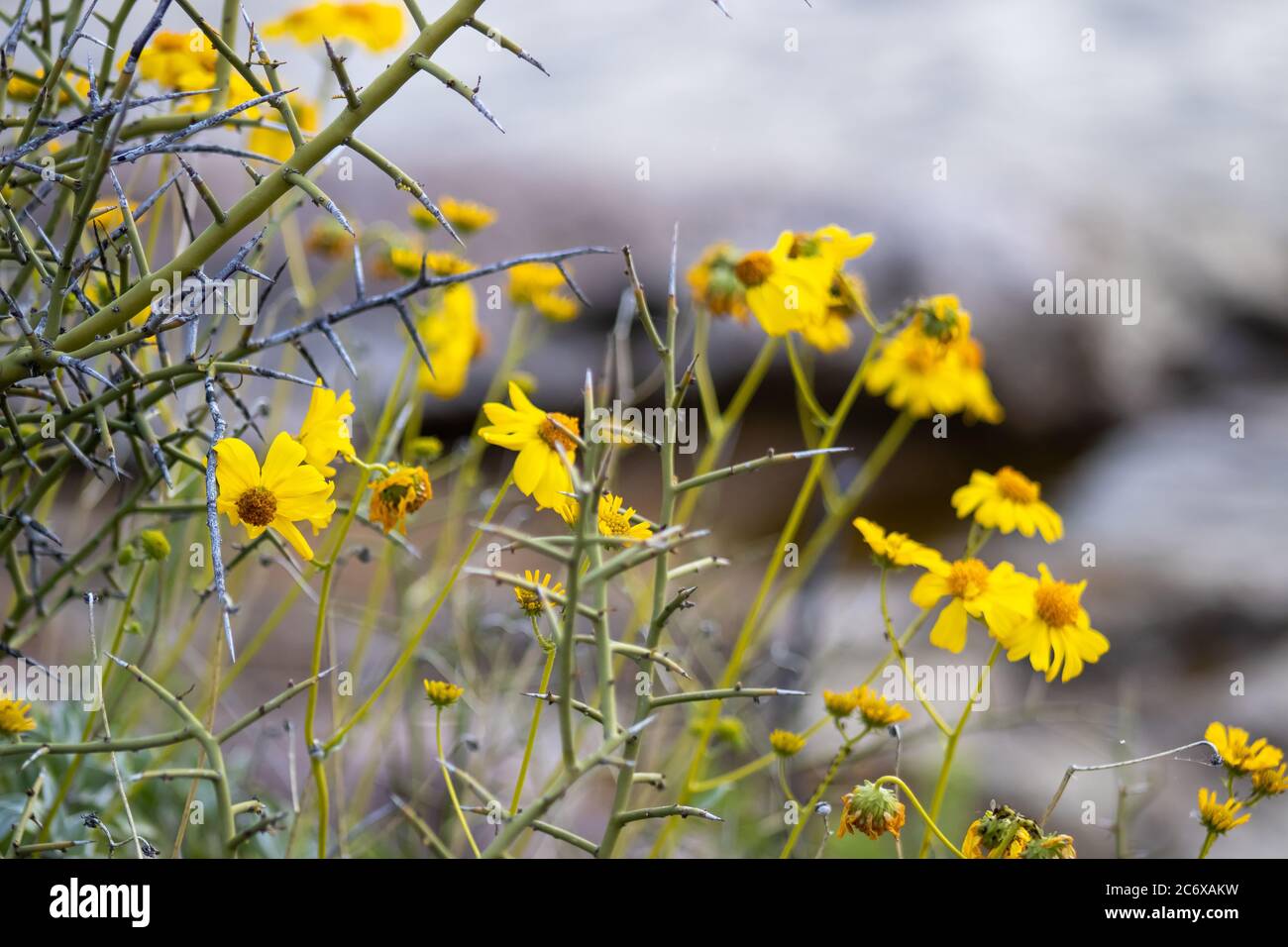 Yellow wildflowers growing along the shore of Canyon Lake, Arizona and a few Palo Verde tree thorns, for good measure.. Stock Photo