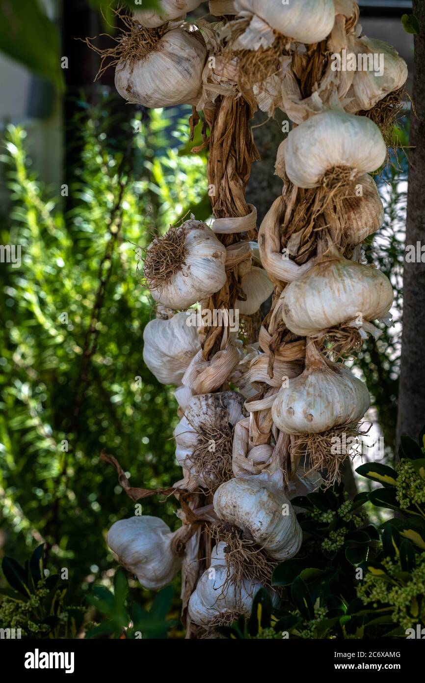 Big garlic braid exposed to sunlight in the garden of a country house. Braided organic raw garlic bulbs. Traditional drying of garlic, Allium sativum. Stock Photo