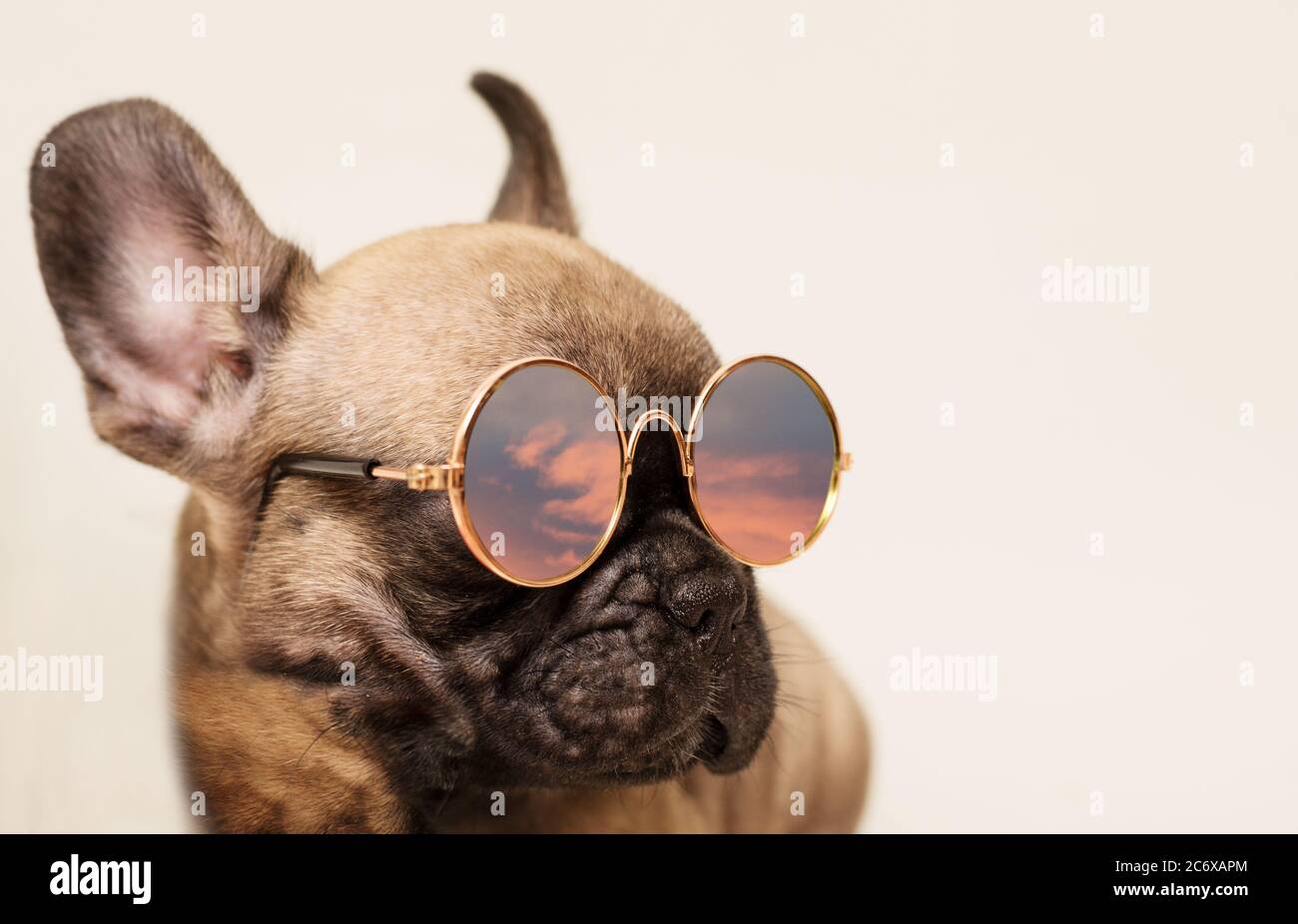French bulldog wearing sunglasses sales