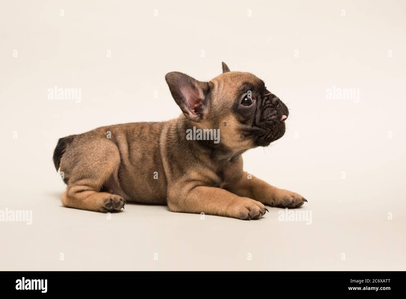 Adorable French Bulldog puppy beige color. Cute little puppy Stock Photo - Alamy Adorable French Bulldog Puppy Beige Color. Cute Little Puppy Stock Photo - Alamy
