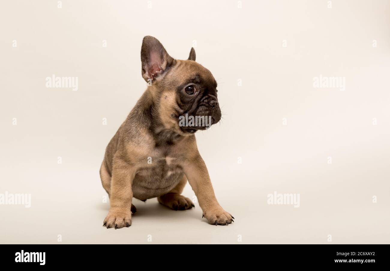 Adorable French Bulldog puppy beige color. Cute little puppy Stock Photo - Alamy Adorable French Bulldog Puppy Beige Color. Cute Little Puppy Stock Photo - Alamy