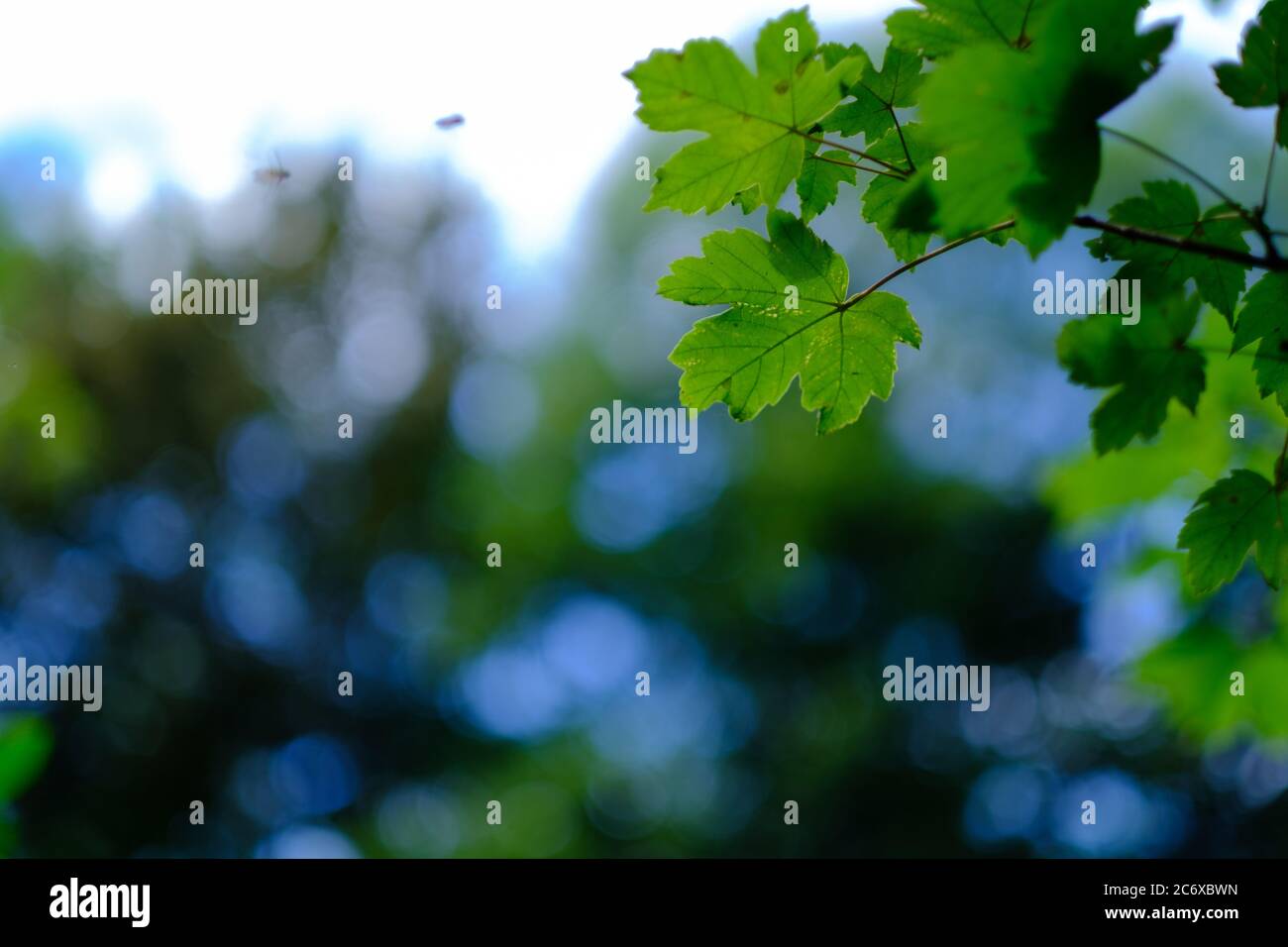 Green leaves on the blurred background with nice round bokeh and large copy space.  Natural background. Stock Photo