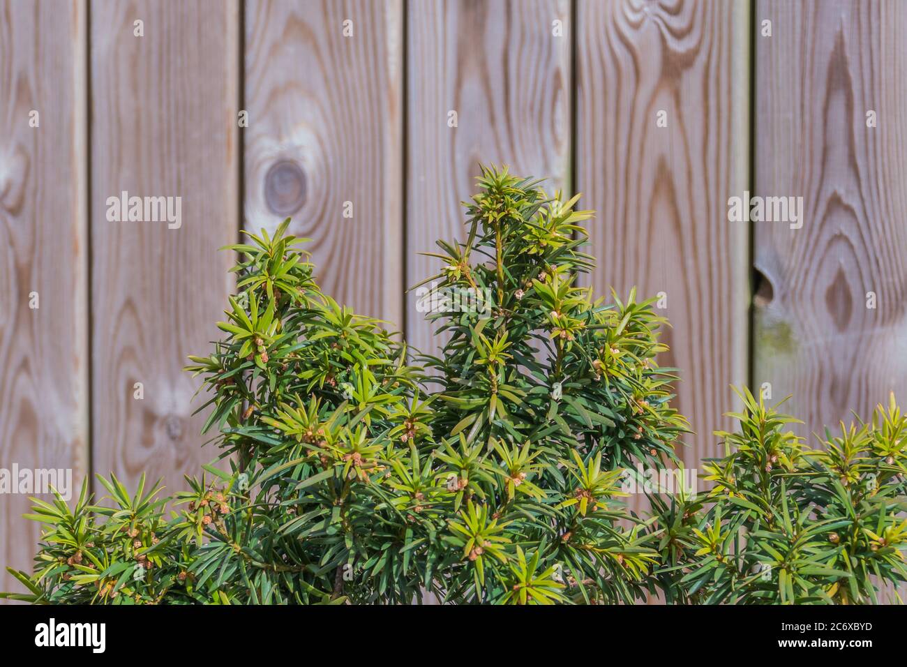 bonsai yew tree Taxus baccata with wood background Stock Photo Alamy