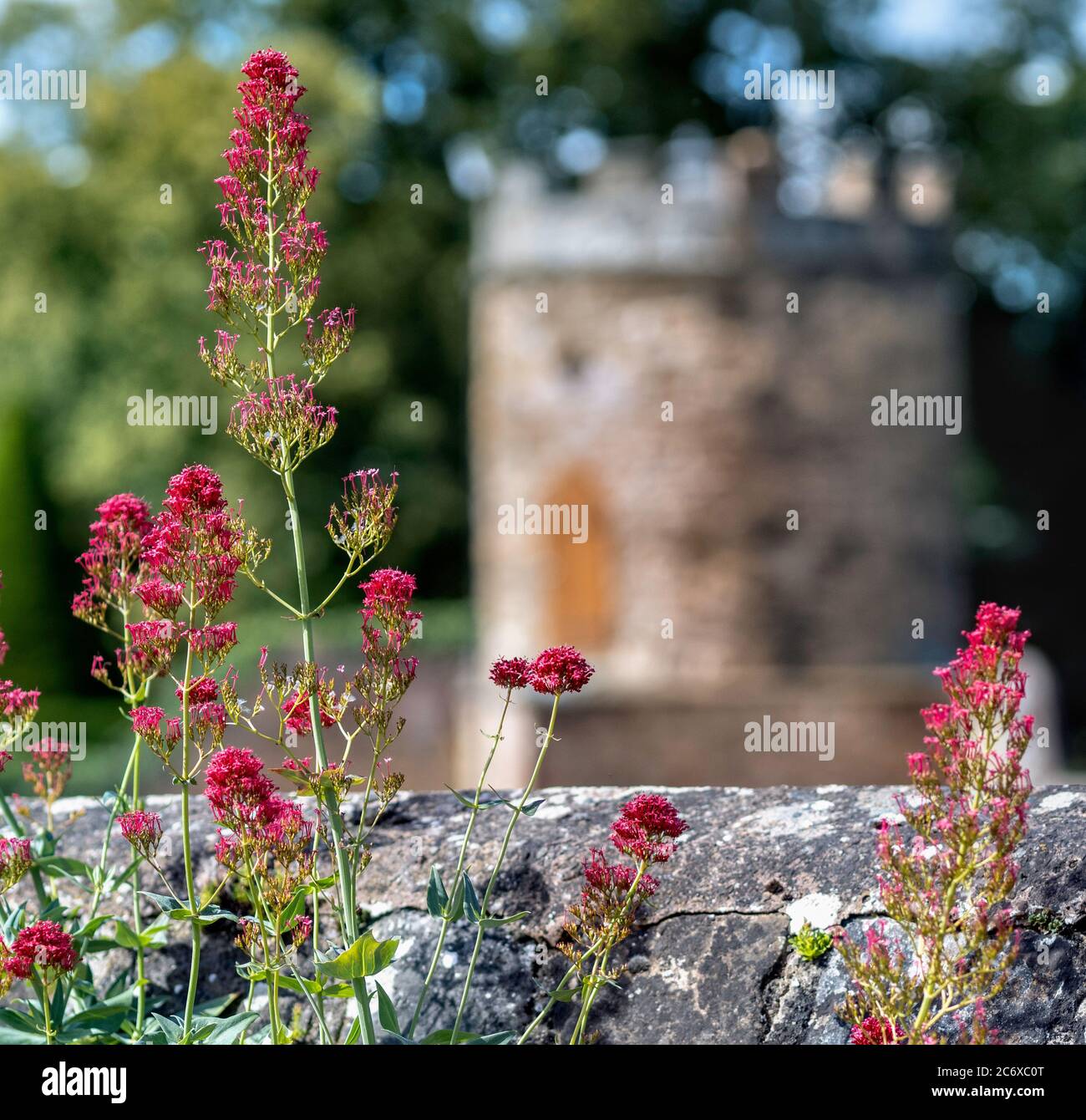 Tall Red Flower growing in the graveyard at Church of St Mary the Virgin, a Church of Scotland parish church in Haddington, East Lothian, Scotland,. Stock Photo