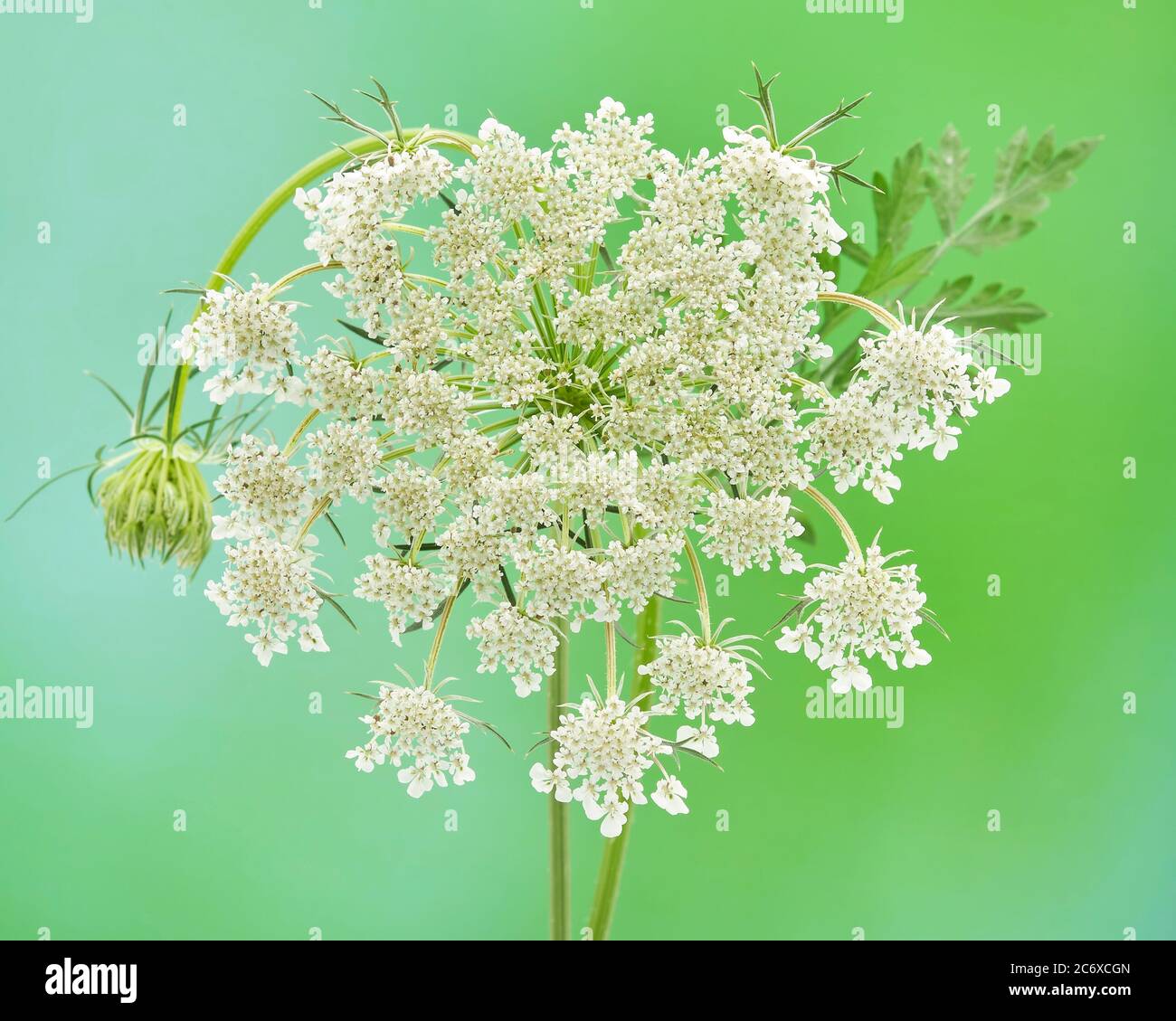 Closeup photograph of the invasive biennial herb known as Queen Annes Lace Daucus carota.  The plant smells similar to carrot and young roots are actu Stock Photo