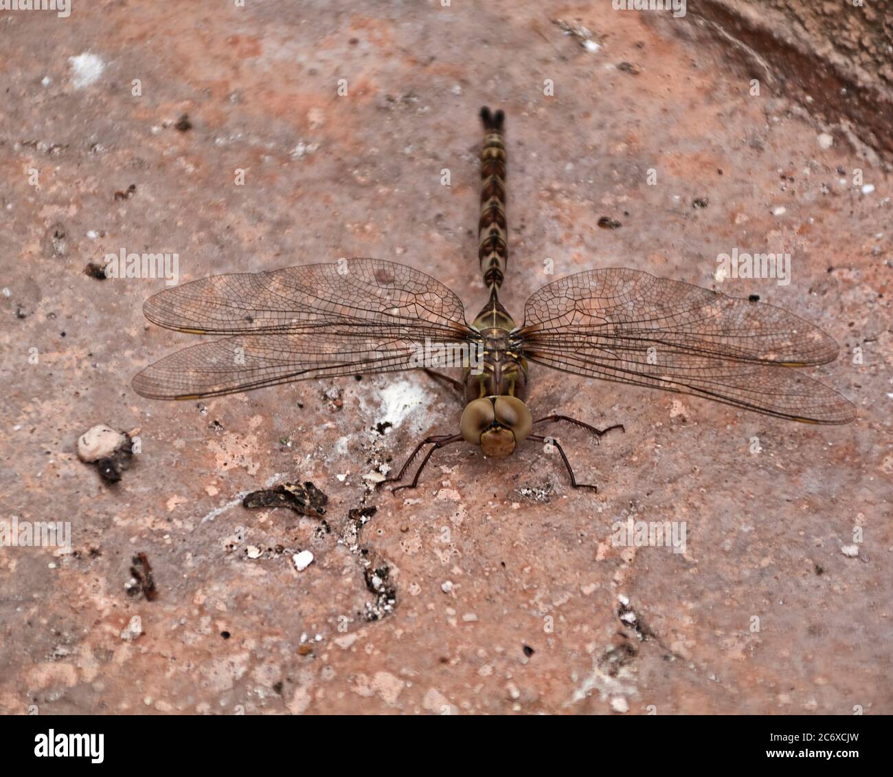 Red dragonfly rest on rock hi-res stock photography and images - Alamy