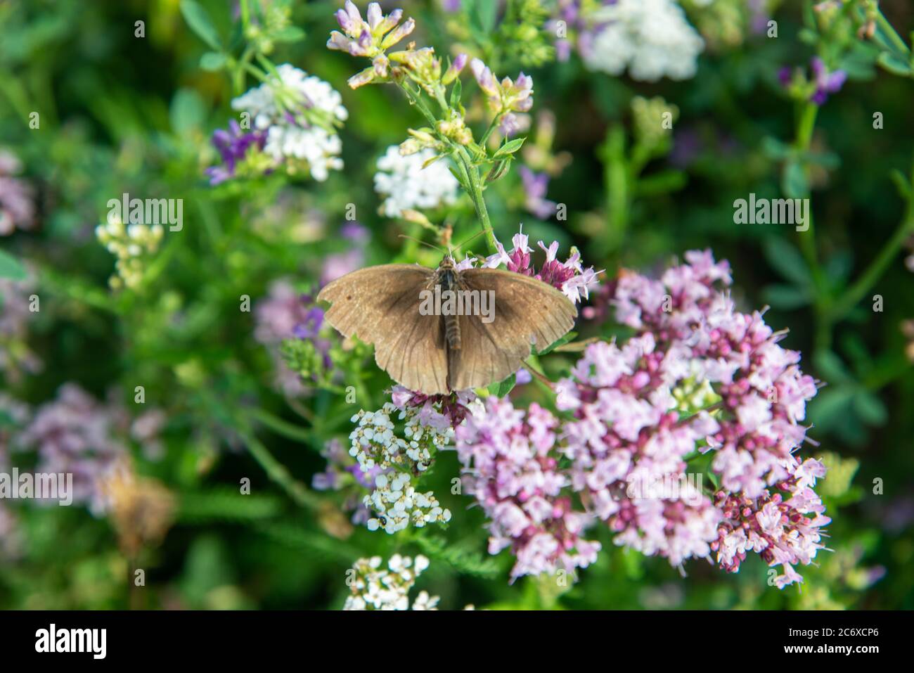 koevinkje or hyperanthus butterfly at blooming wild oregano Stock Photo