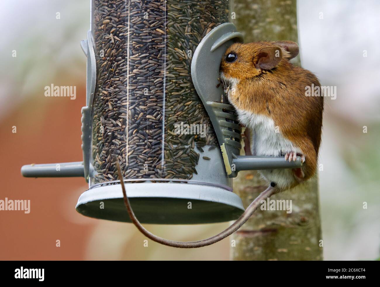 Mouse up a tree feeding on nyjer seeds Stock Photo