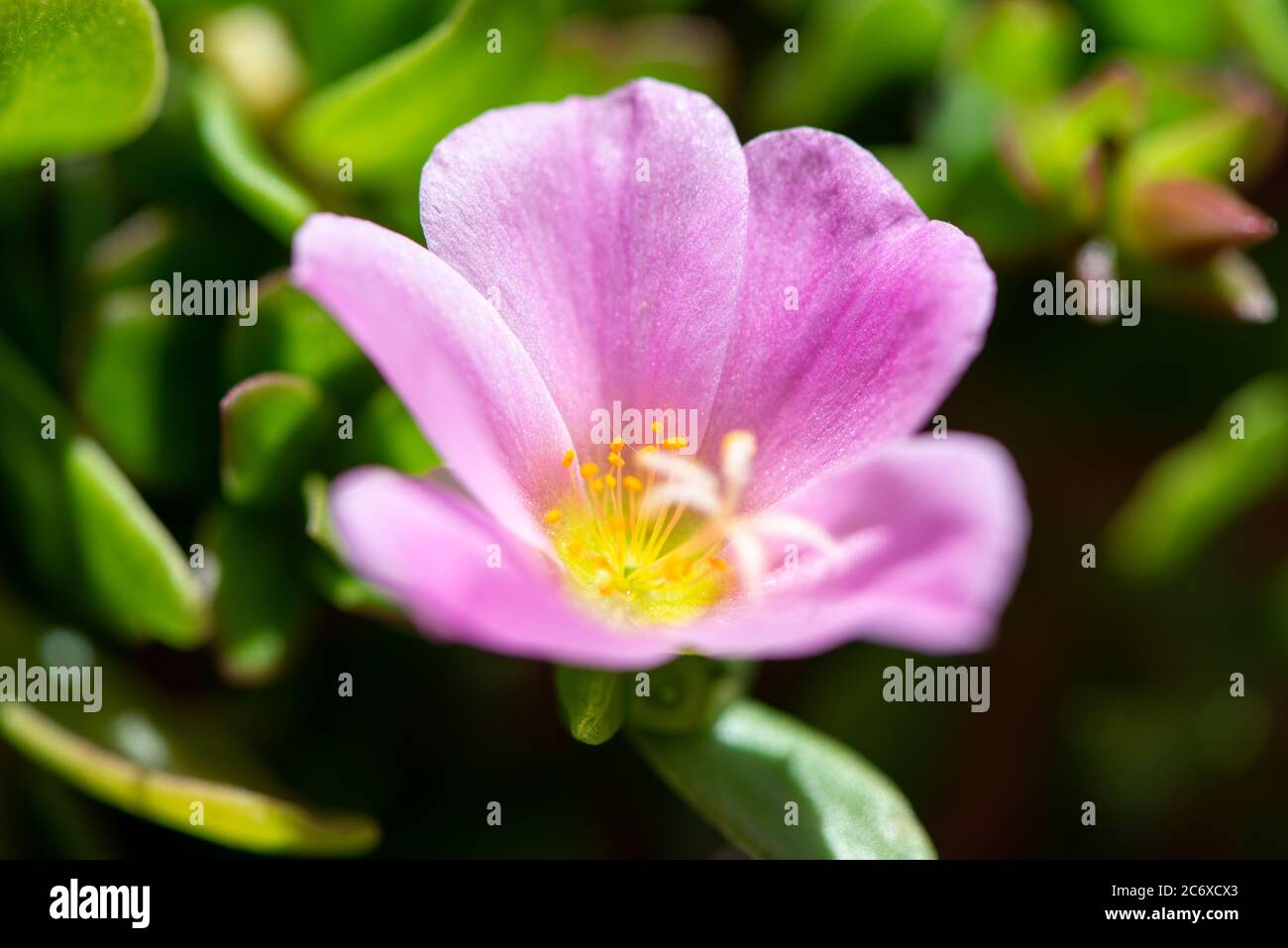 blooming portulacacae Stock Photo