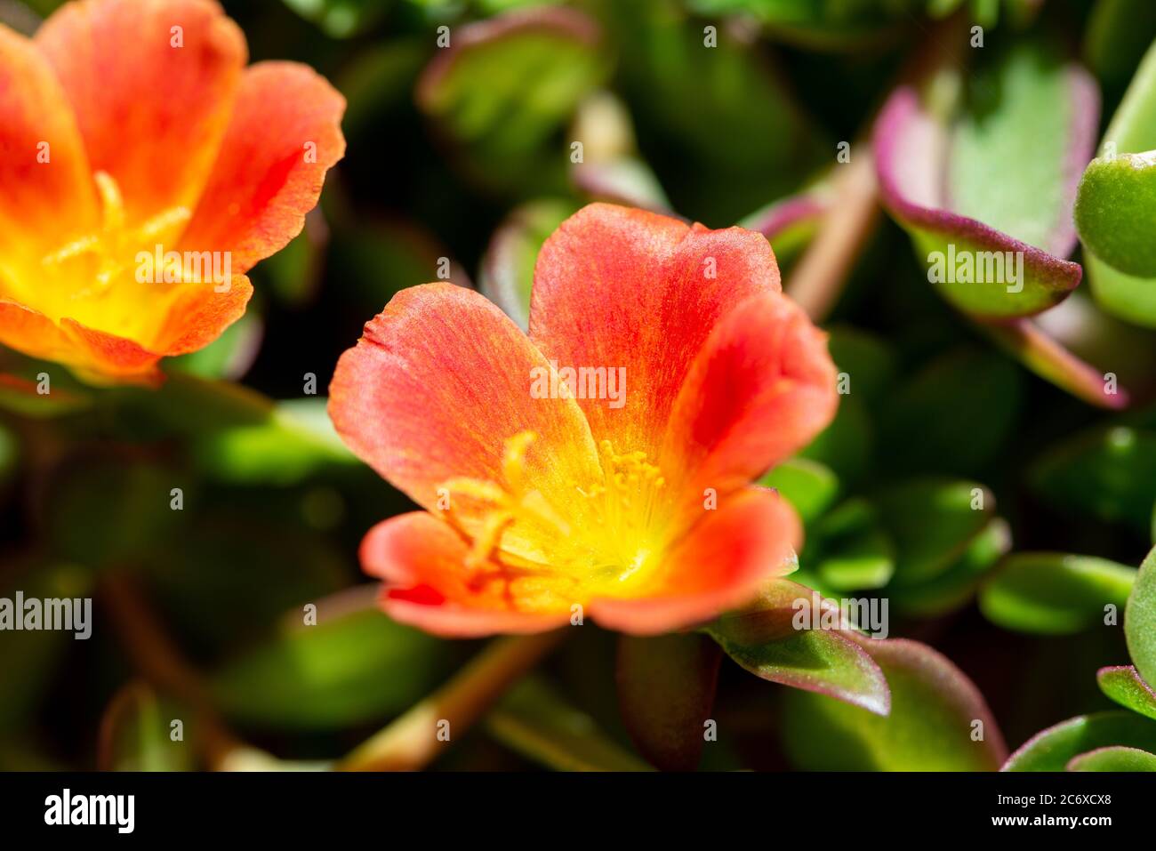 blooming portulacacae Stock Photo