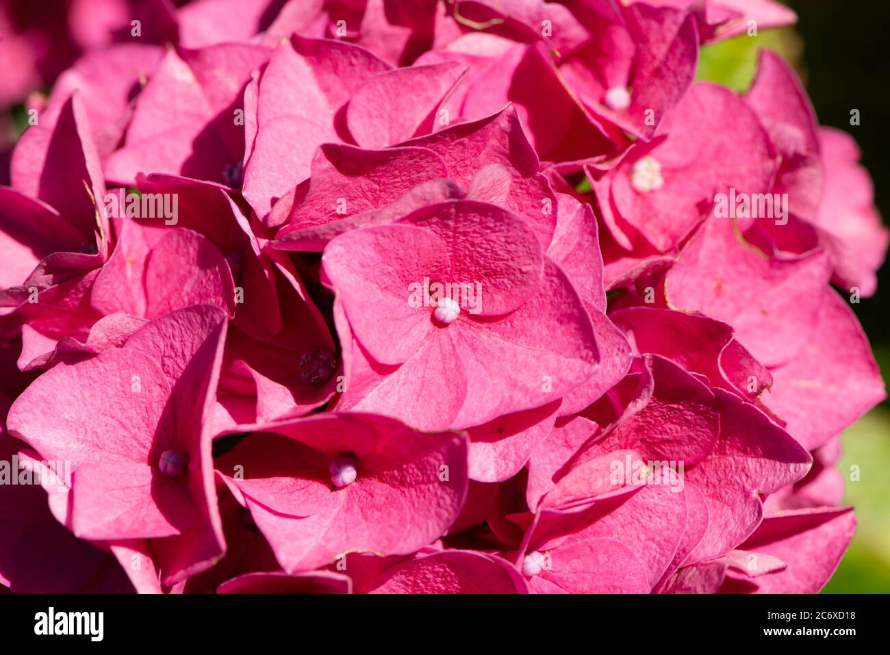 blooming hydrangea Stock Photo