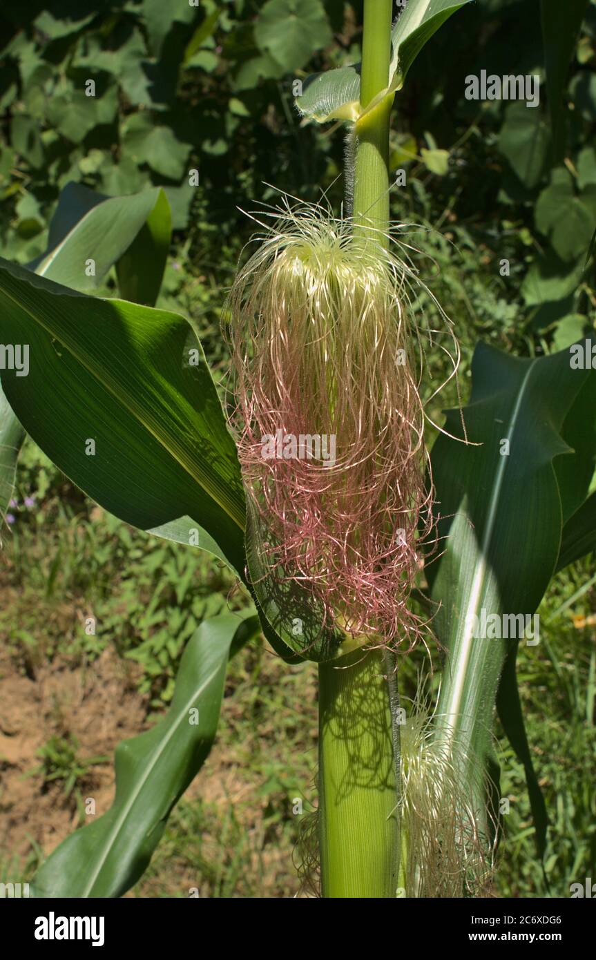 Zea Mays ( Corn ) female inflorescence, with young silk Stock Photo