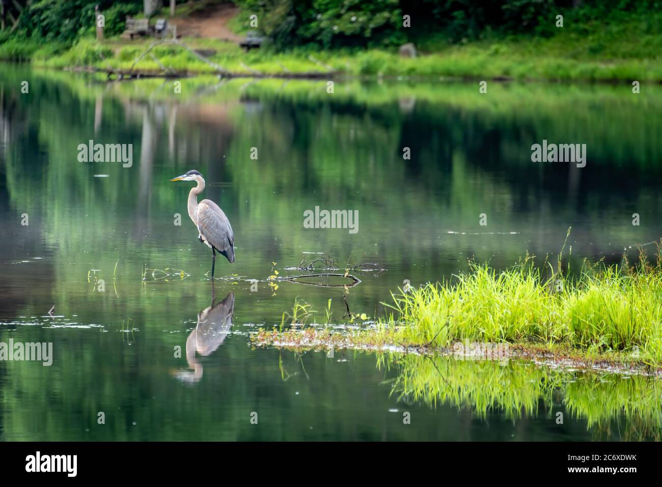Great blue heron at sunrise along the shoreline of Lake Trahlyta in Vogel State Park near Blairsville, Georgia. (USA) Stock Photo