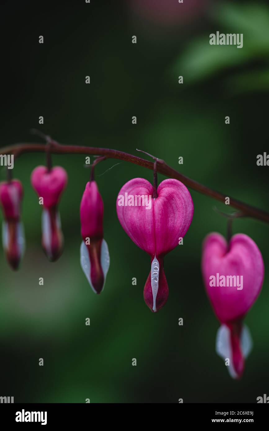 Close up of pink and white bleeding heart flowers in bloom. Stock Photo
