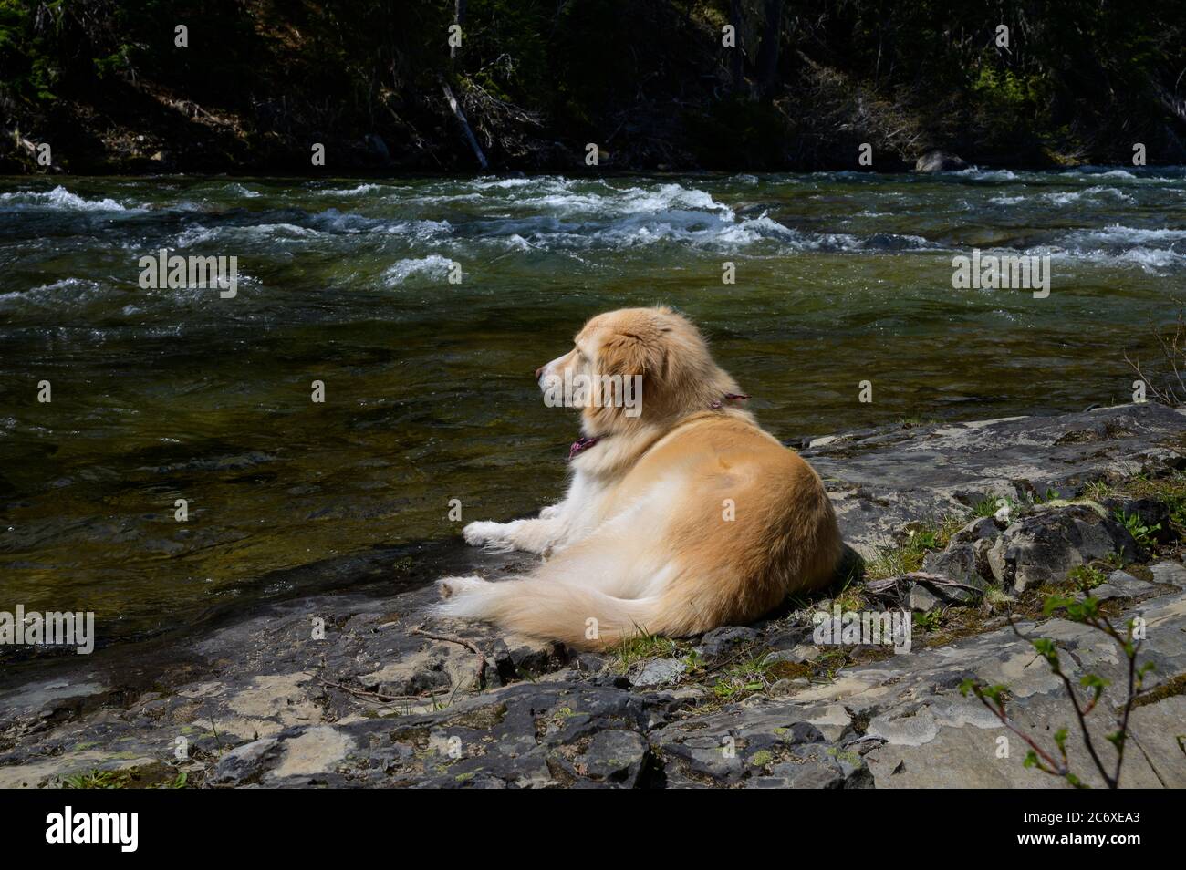 Cute Dog Laying In The Sun Next To A River Stock Photo Alamy