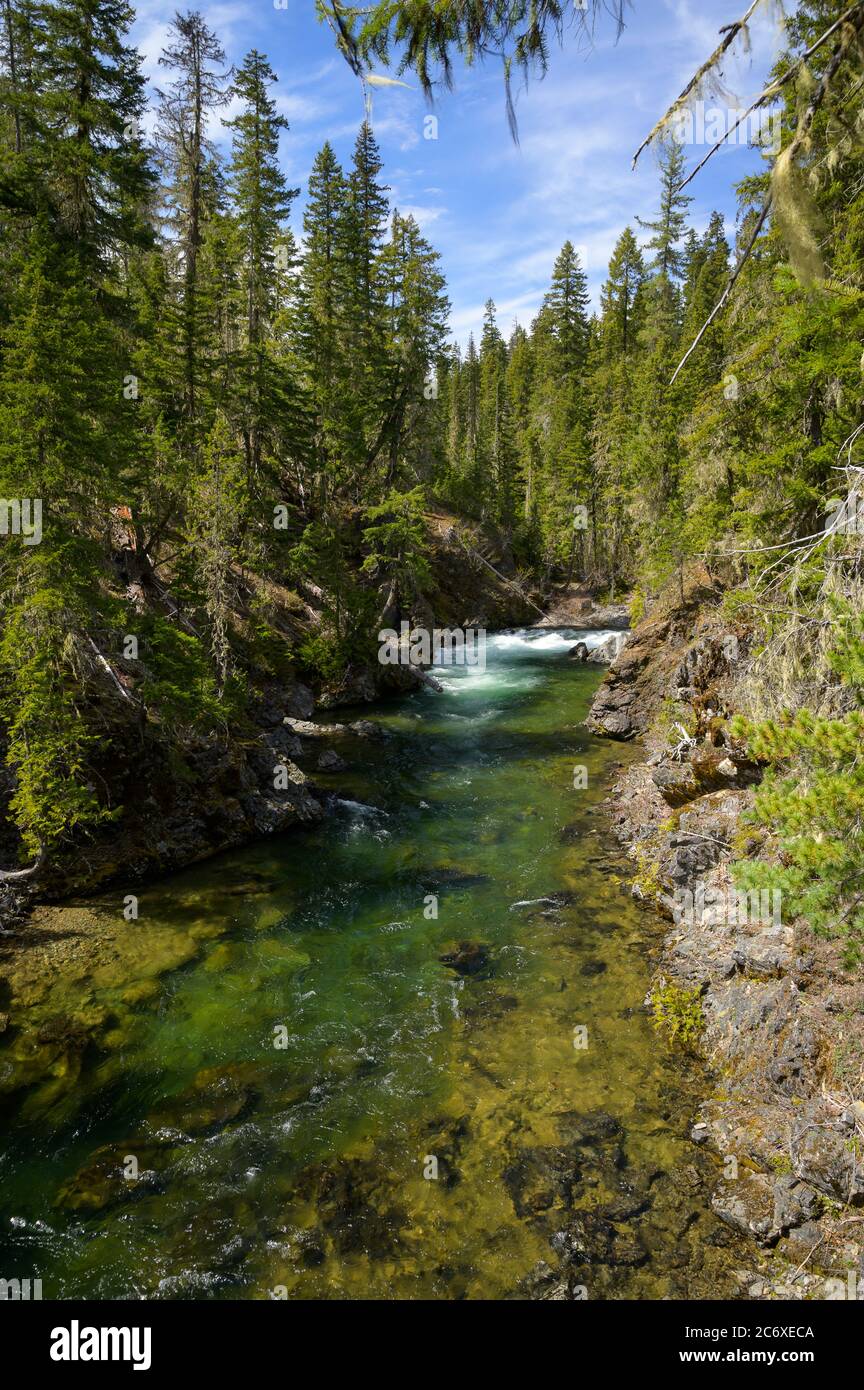 Scenic River Flowing Through Evergreen Trees In The Northwest Stock