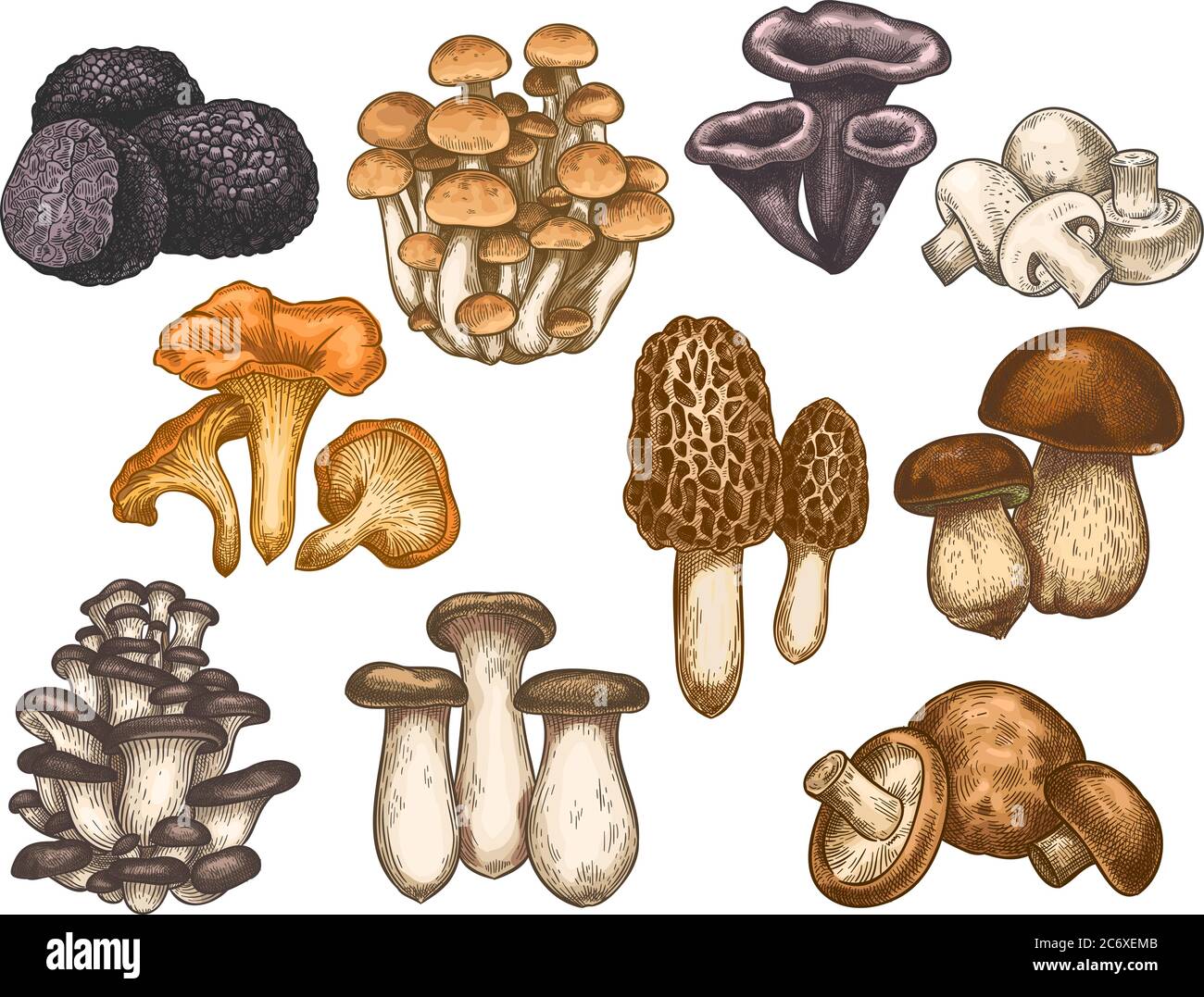 Hand drawn mushrooms. Colorful sketch various edible mushroom truffle, champignon, black and king trumpet, bolete vegan product vector set Stock Vector