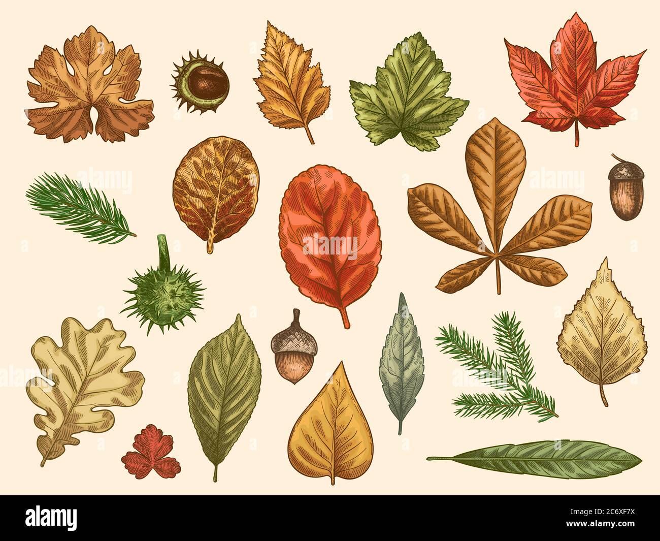 Hand drawn autumn leaves. Color falling forest foliage, october oak, acorn and chestnut, maple leaf vintage etching vector rustic set Stock Vector