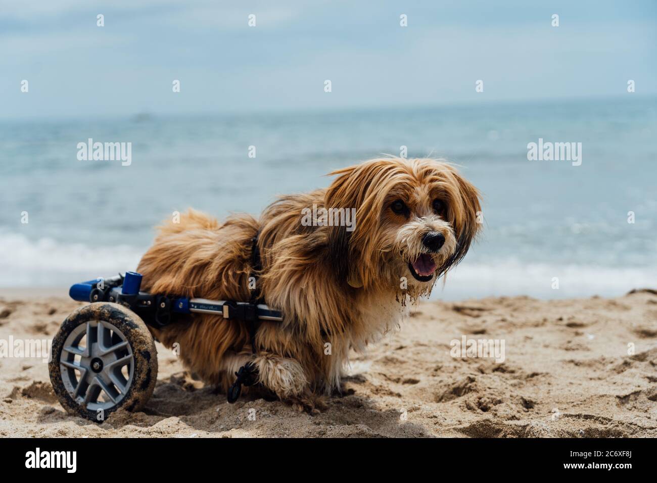 dog with wheelchair on the beach Stock Photo Alamy