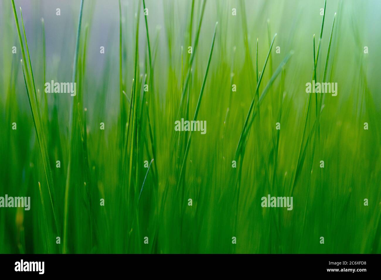 Close up of the thin green grass Stock Photo