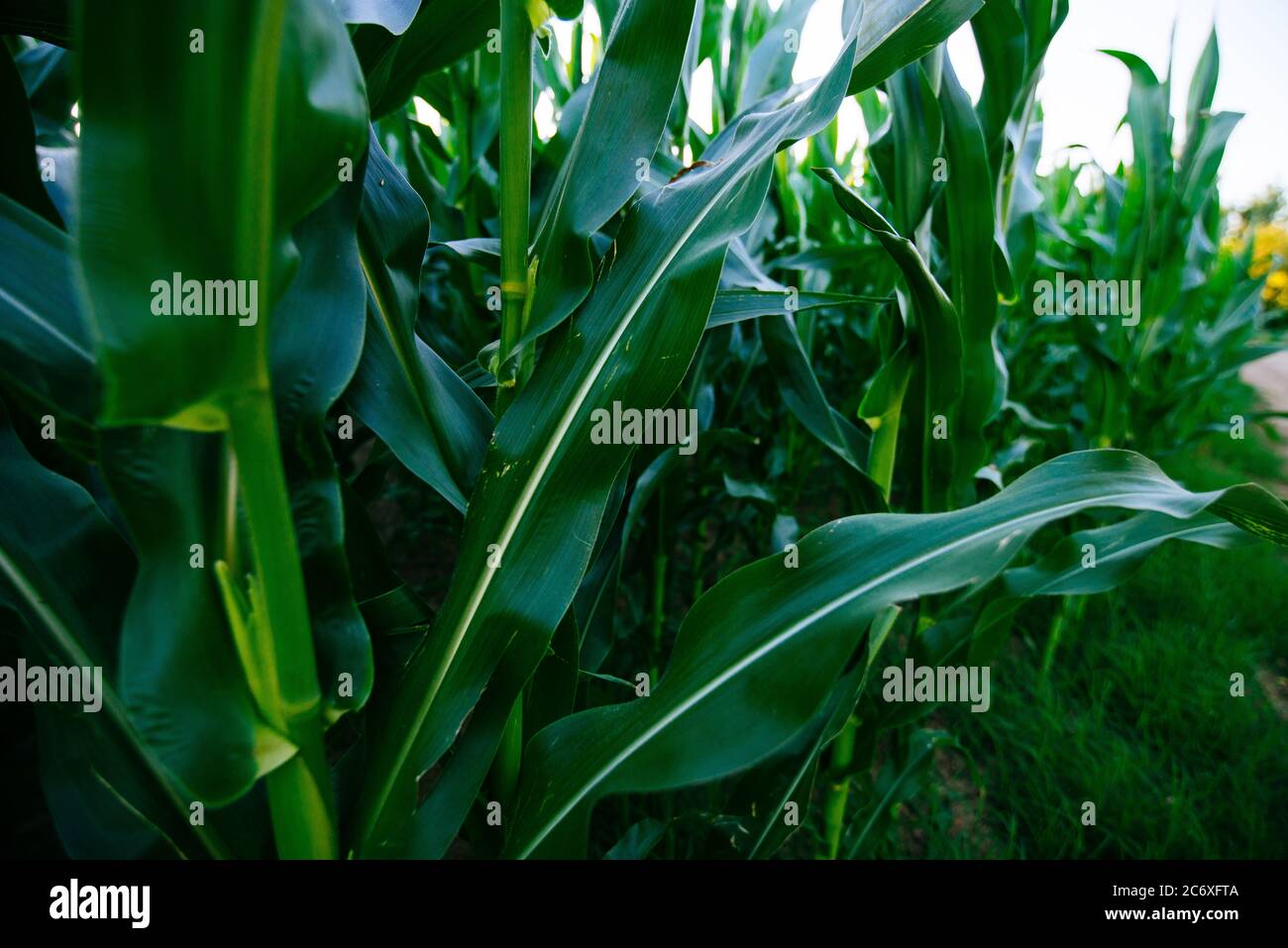 Green young corn in the field Stock Photo - Alamy
