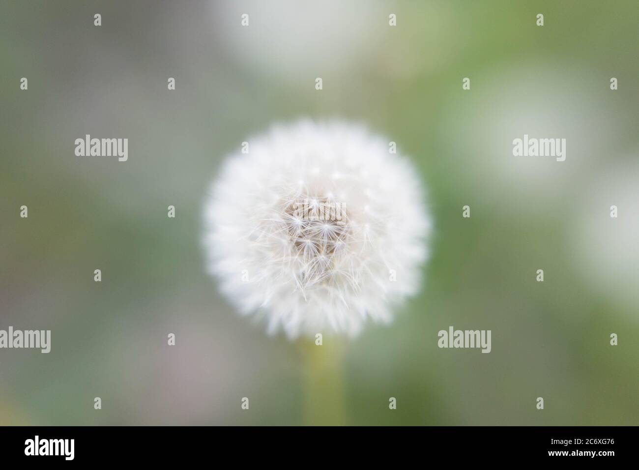 Close up dandelion fluff wishes Stock Photo
