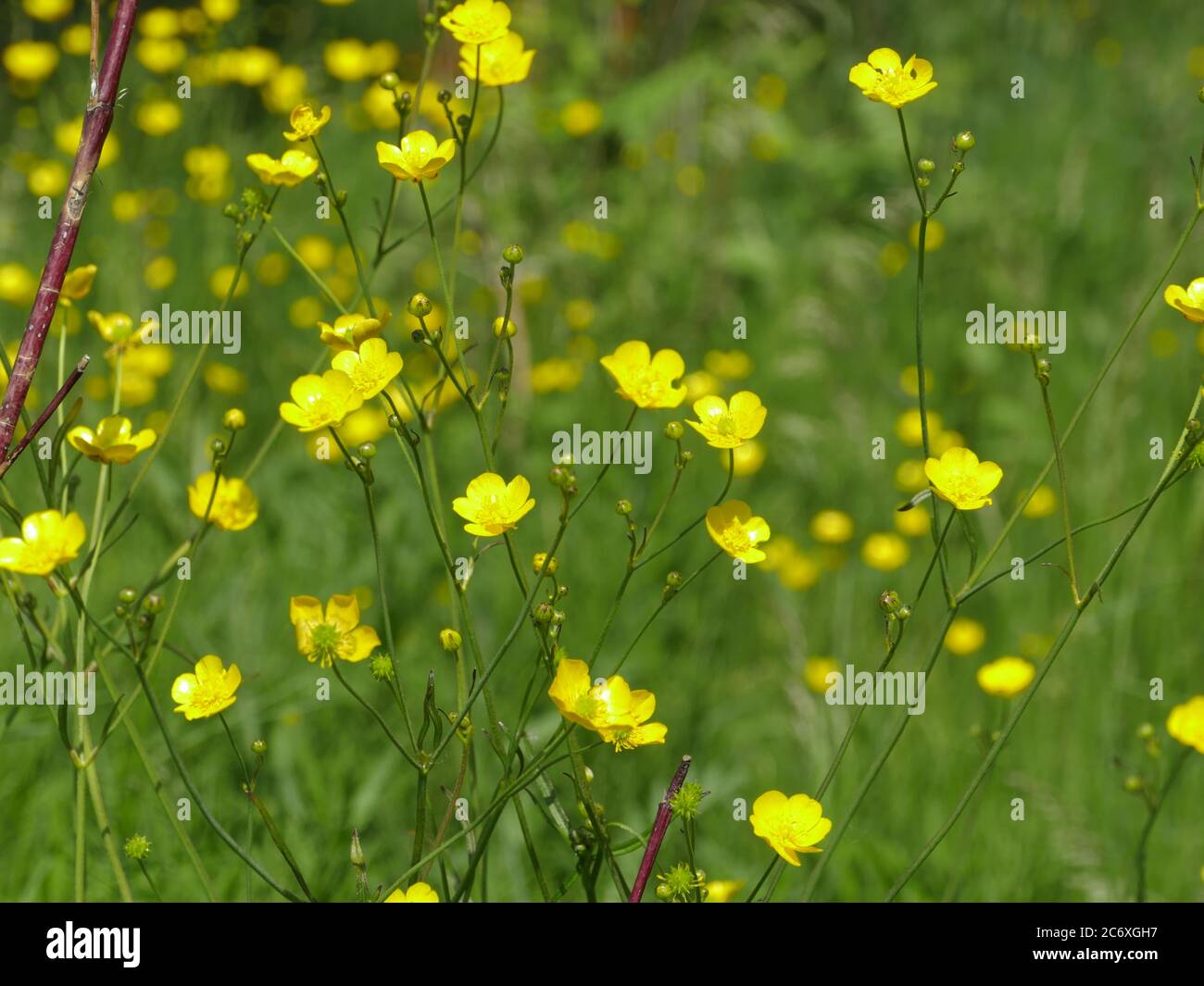 yellow flowers burning buttercup, poisonous and herbal medicative plant Stock Photo