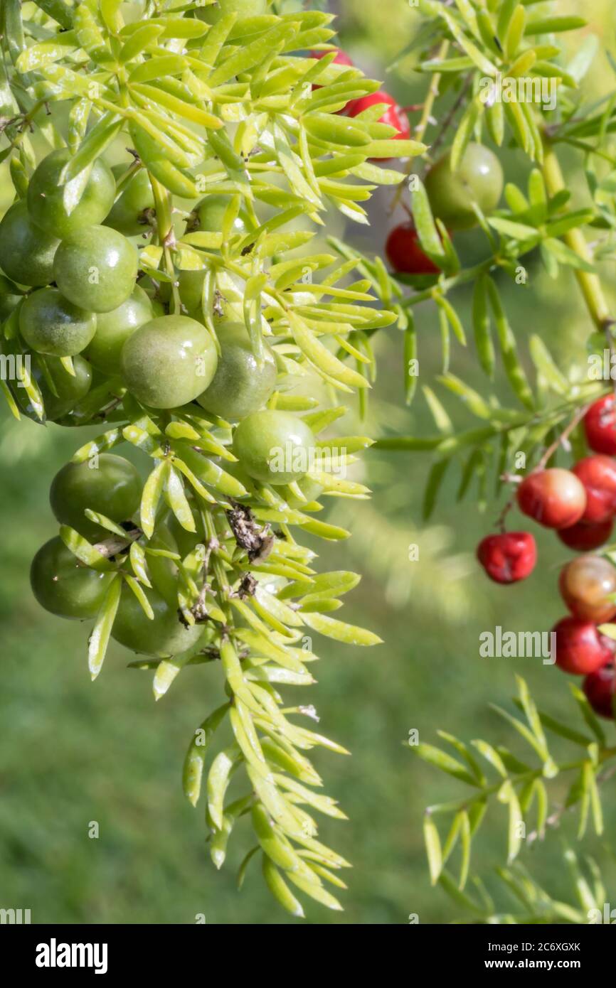 Fresh look at this asparagus ferm Stock Photo