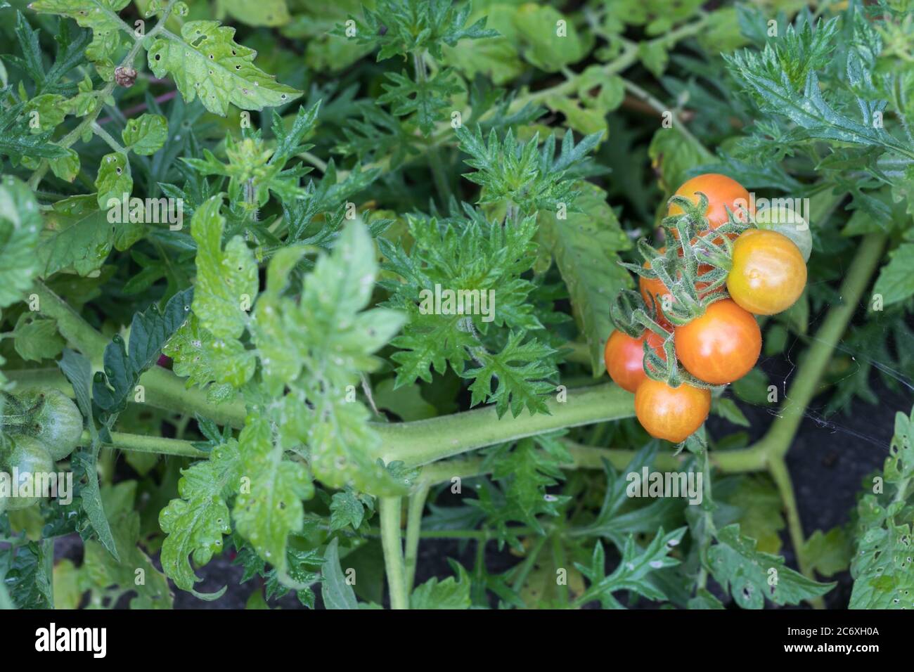 there is nothing better than tomatoes grown in your garden Stock Photo
