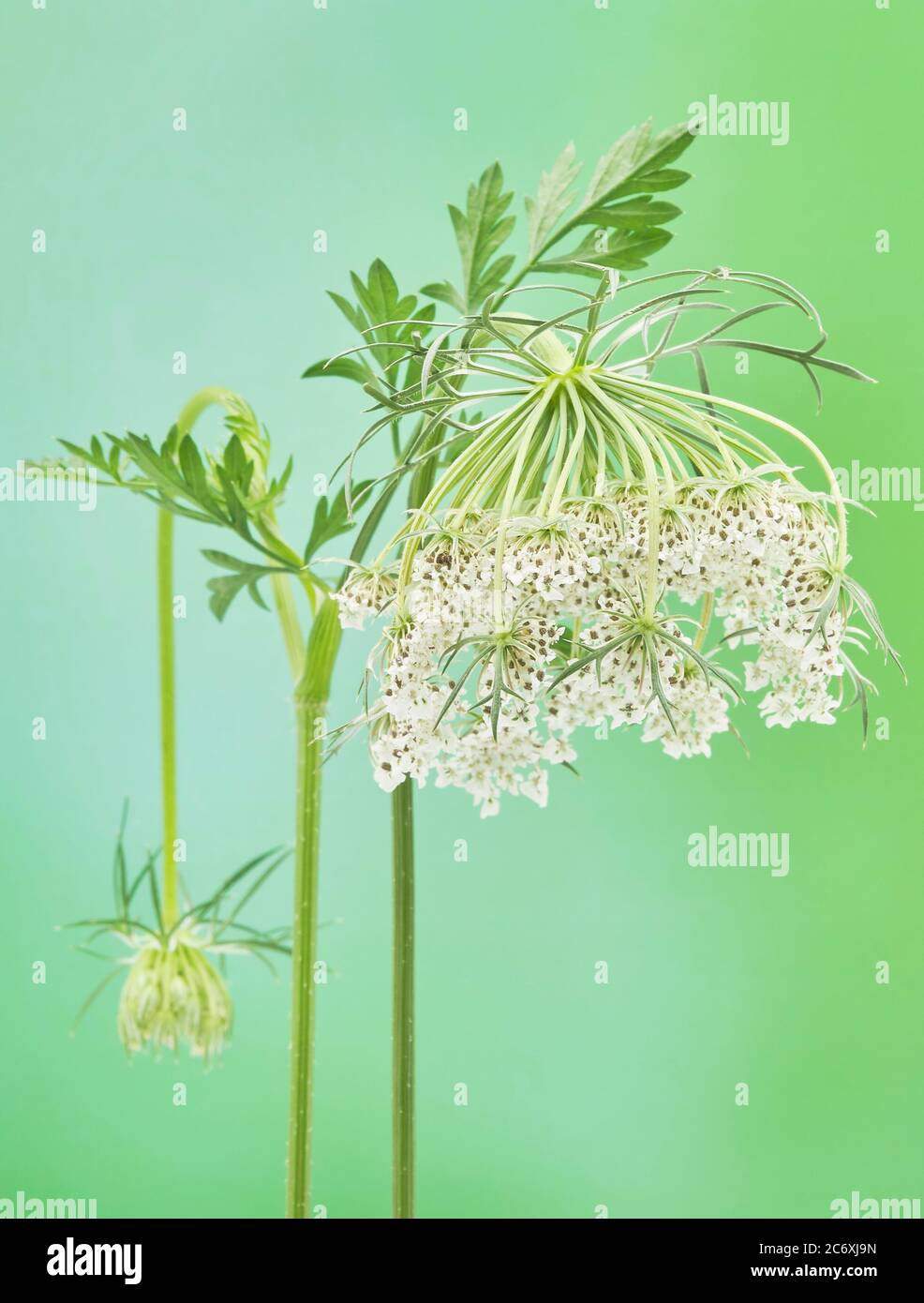 Closeup photograph of the invasive biennial herb known as Queen Annes Lace Daucus carota.  The plant smells similar to carrot and young roots are actu Stock Photo