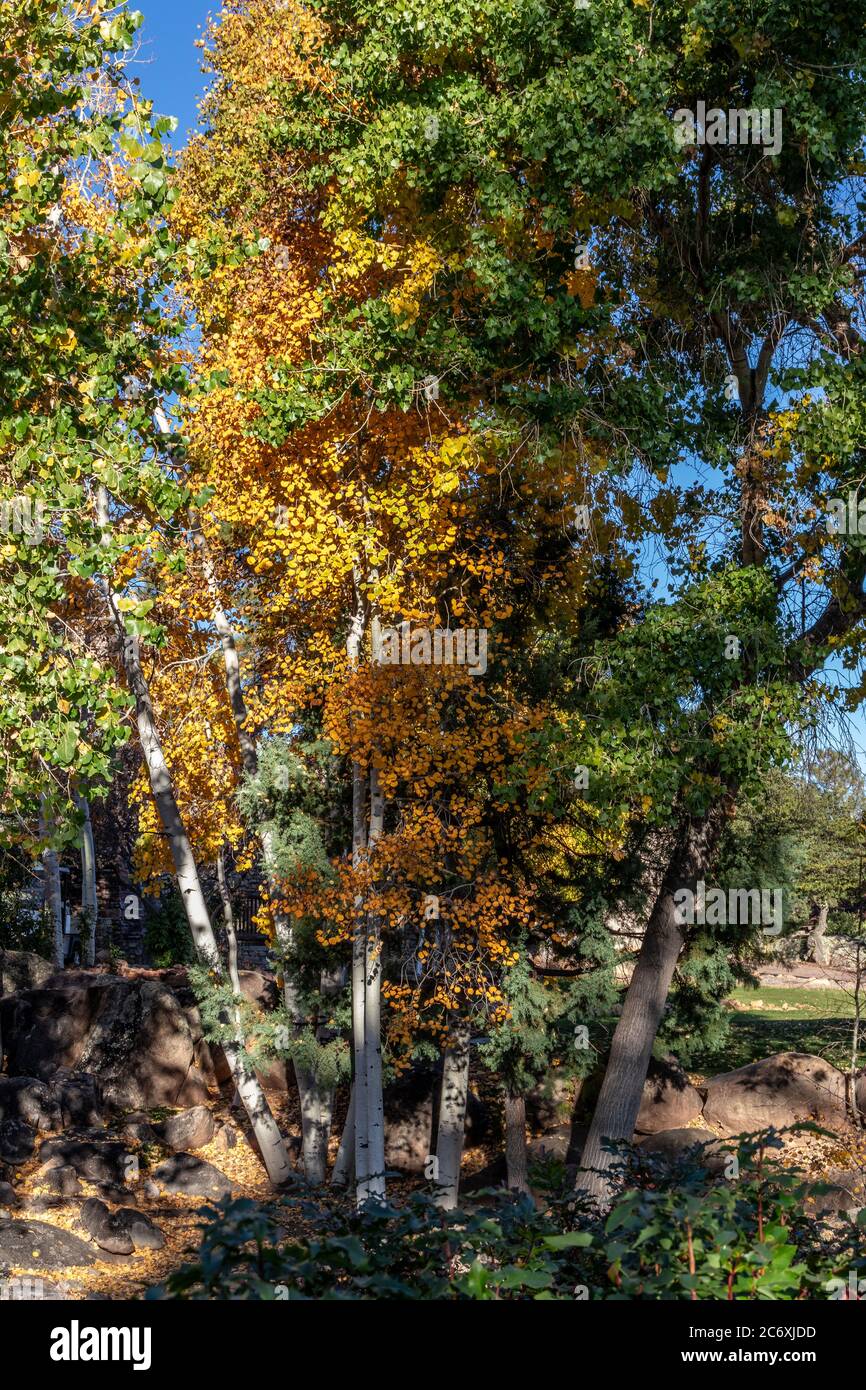 Fall foliage of yellow and orange on tall trees in Prescott Arizona Stock Photo Alamy