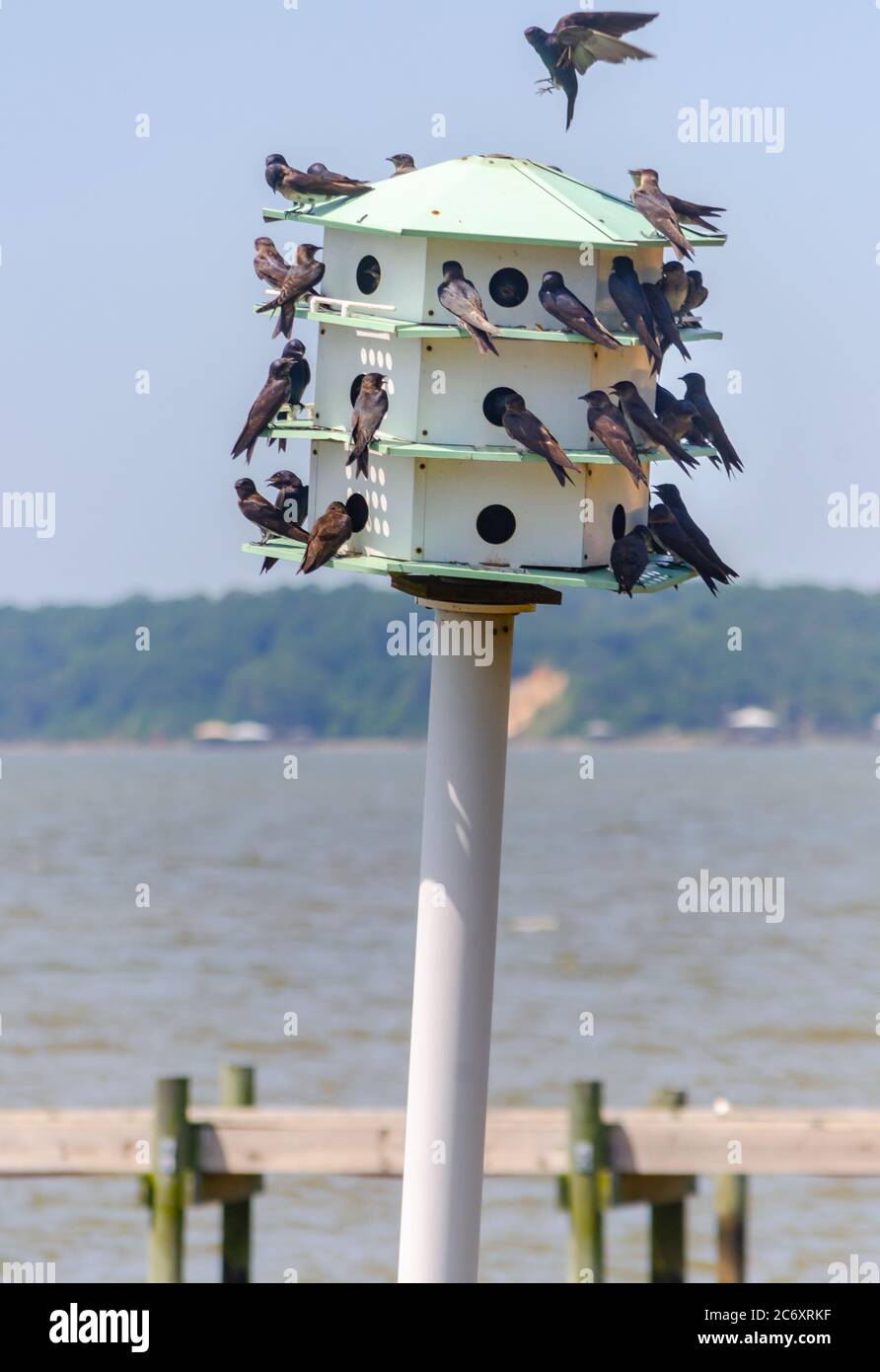 Purple martins flock to a wooden birdhouse at Fairhope Municipal Pier, July 11, 2020, in Fairhope, Alabama. Stock Photo