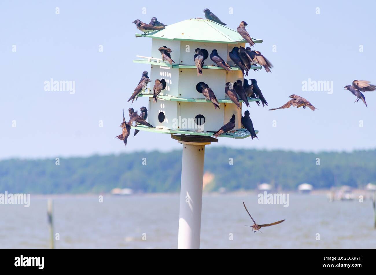 Purple martins flock to a wooden birdhouse at Fairhope Municipal Pier, July 11, 2020, in Fairhope, Alabama. Stock Photo