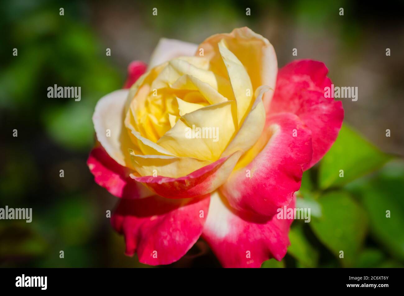 A brilliant pink iceberg rose grows in the rose garden at Fairhope Municipal Pier, July 11, 2020, in Fairhope, Alabama. Stock Photo