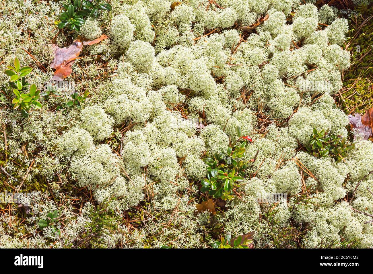 Cladonia stellaris lichen on the forest floor Stock Photo