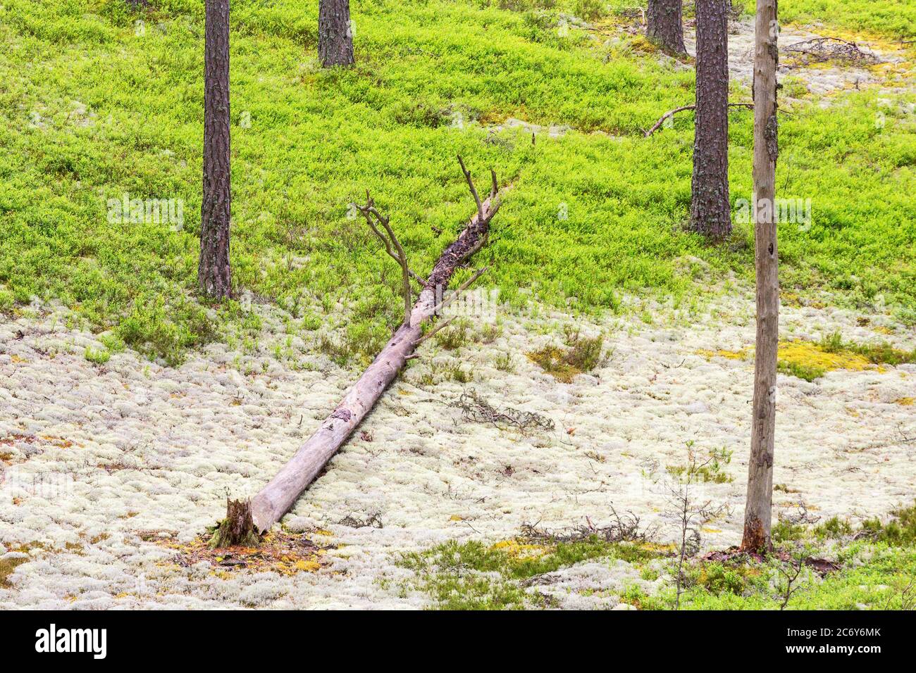 Trees that have fallen in the forest on the moss Stock Photo - Alamy