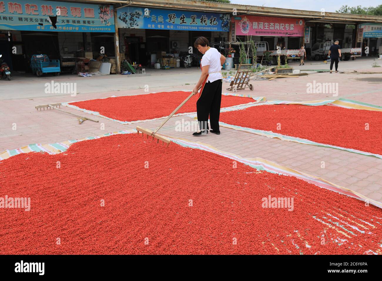 Local farmers are busy at reaping Goji berries, also known as wolfberries, which is local specialty, Jinghe county, Bortala Mongol Autonomous Prefectu Stock Photo