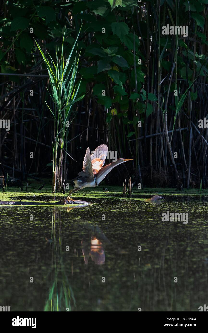 Least bittern take-off flight from fresh-water pond Stock Photo