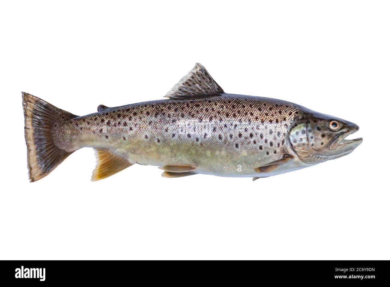 Nice brown trout eighteen inches long caught in northern Minnesota isolated on white background Stock Photo
