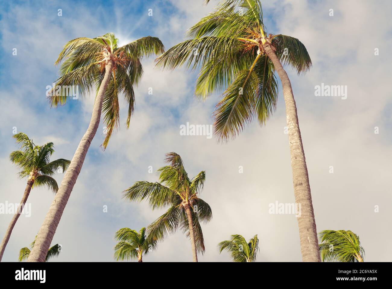 Coconut palm trees perspective view high up. Coconut on Tree over sea
