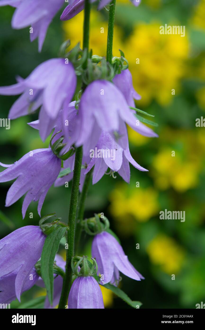 Beautiful blue flowers of Campanula plant The purple bell of bearded Campanula barbata grows in garden Stock Photo